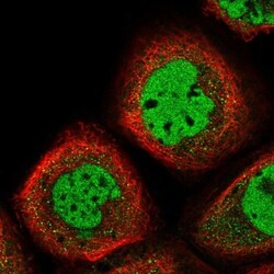 EMI1 Antibody, Novus Biologicals:Antibodies:Primary Antibodies